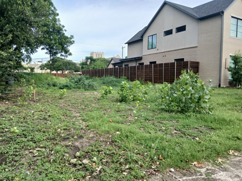 Before cleanup: tall weeds and overgrown vegetation